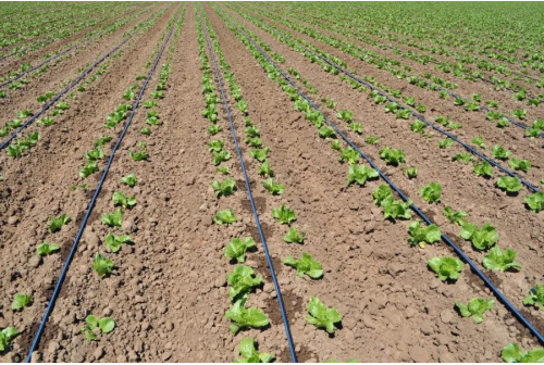 drip irrigation