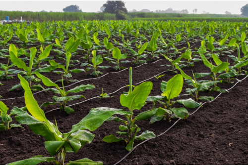 drip irrigation
