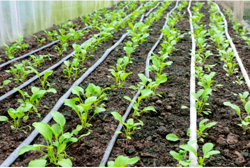 Drip Irrigation for Intercropping