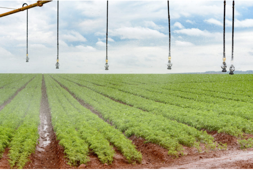 Drip Irrigation Support Sesame Growth and Development