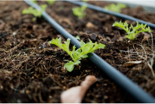 Drip Irrigation with Mulching