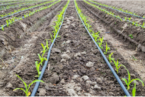 Drip Irrigation for Crops