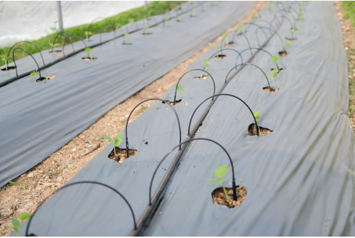 Subsurface Drip Irrigation Transforming Farming