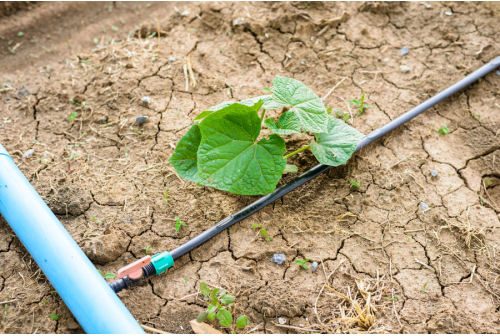 Drip Irrigation Fails? Causes You Must Know