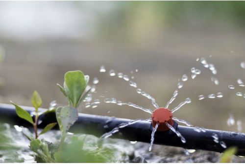 Drip Irrigation vs. Sprinkler: Which One to Use