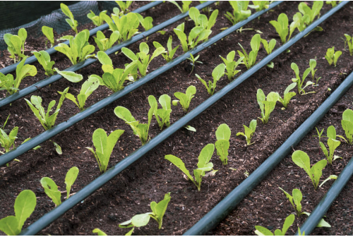 Agriculture for Drip Irrigation