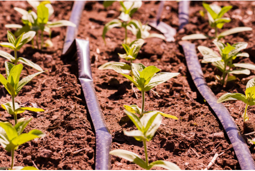 Drip Irrigation Problems