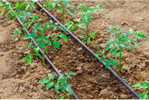Drip Irrigation in Farming