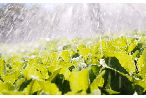 Rain Hose Irrigation