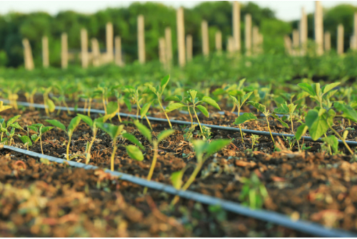 Irrigation Planning for 5-Acre and 10-Acre Farms