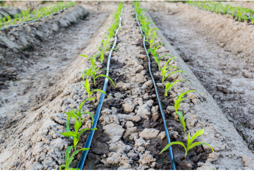 drip-irrigation-tamil-nadu.jpg